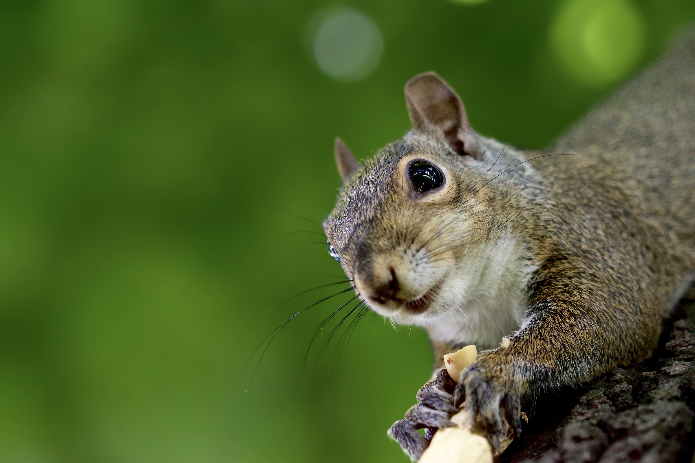 Grey squirrel