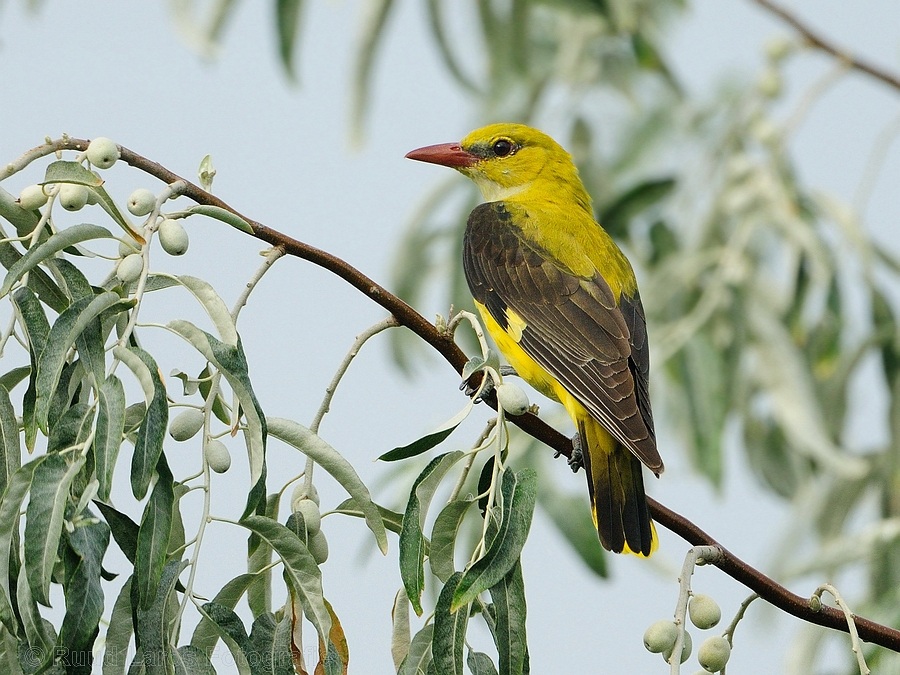 Golden oriole