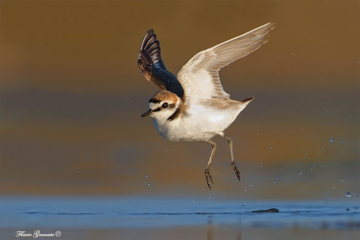 the flight of the refectory