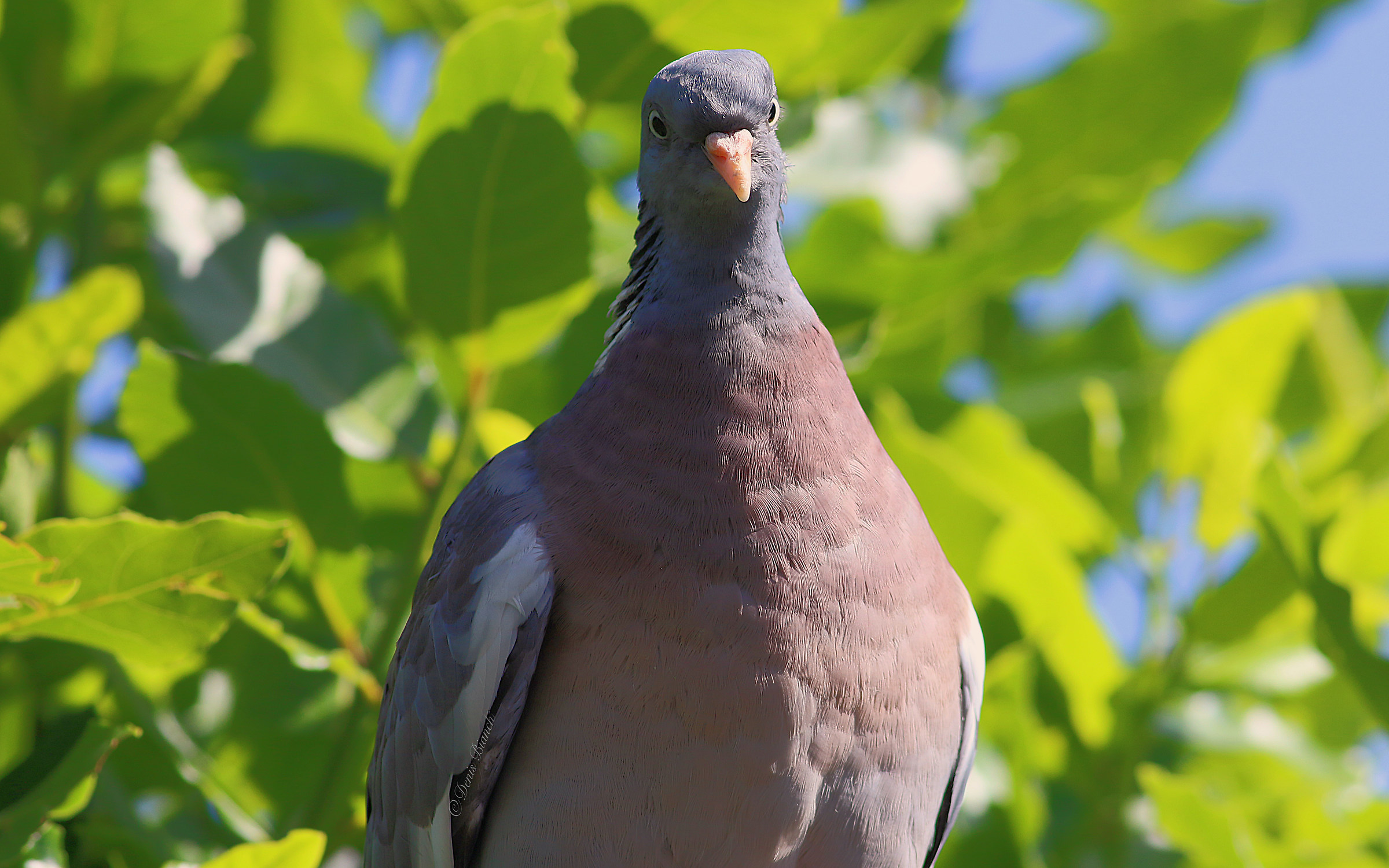 Wood pigeon (Columba palumbus)