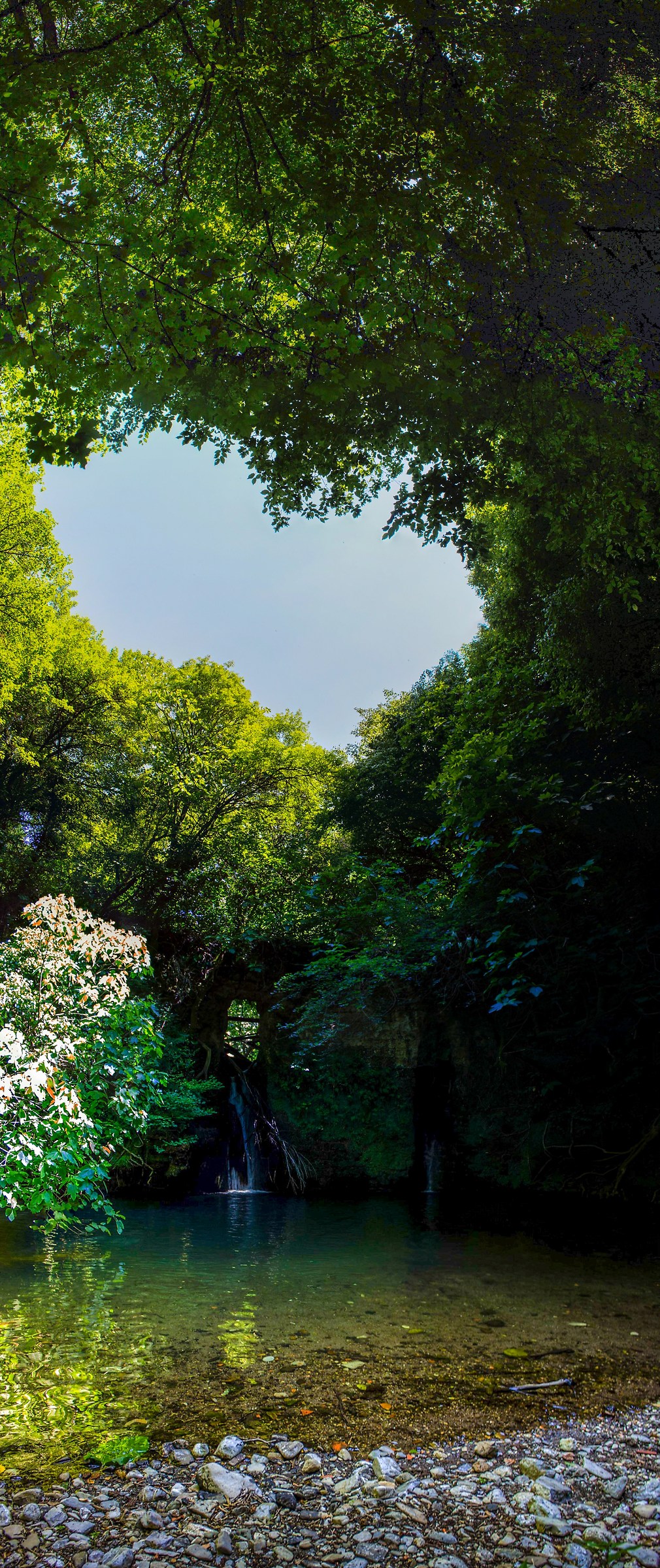 In the heart of the forest