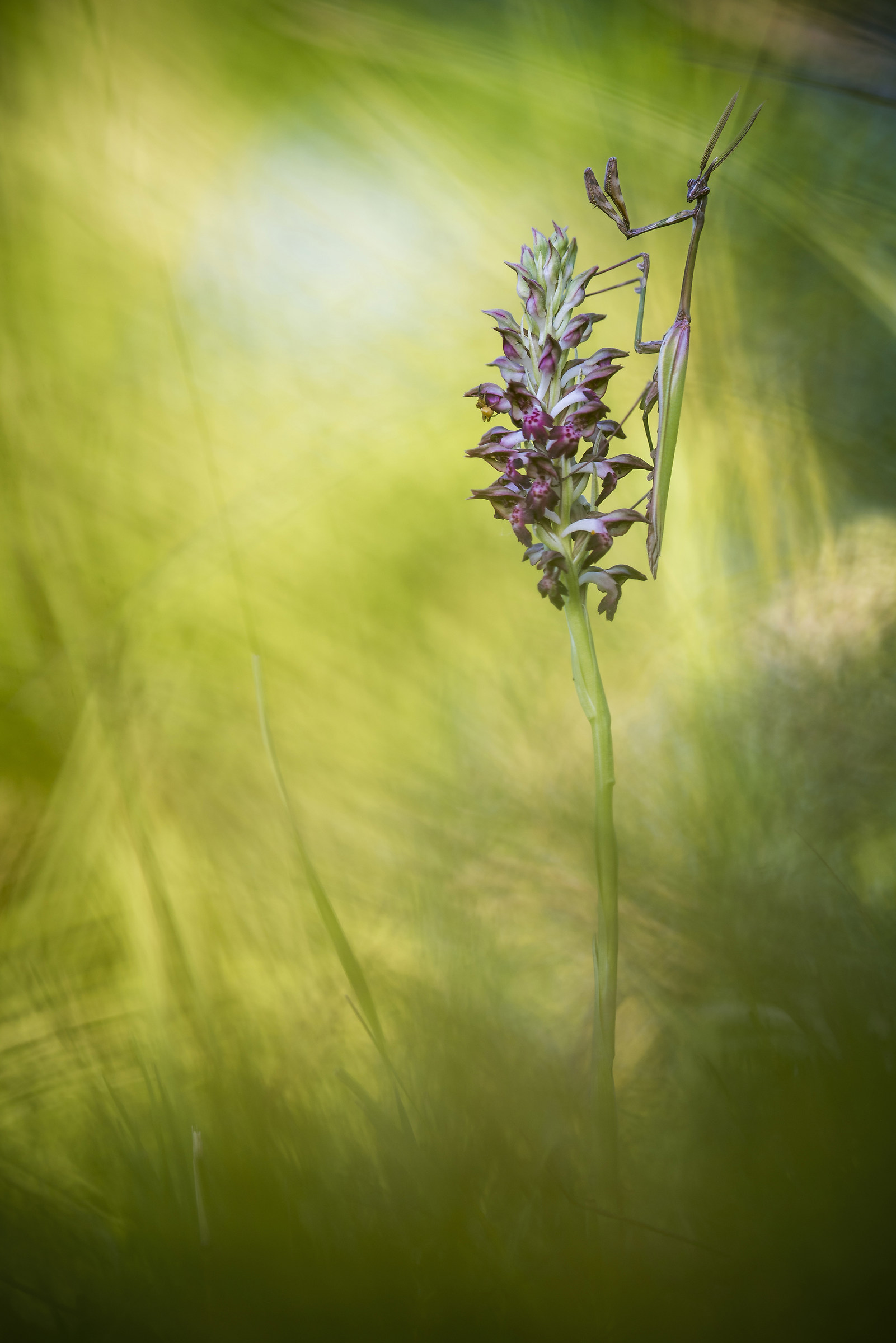 anacamptis coriophora