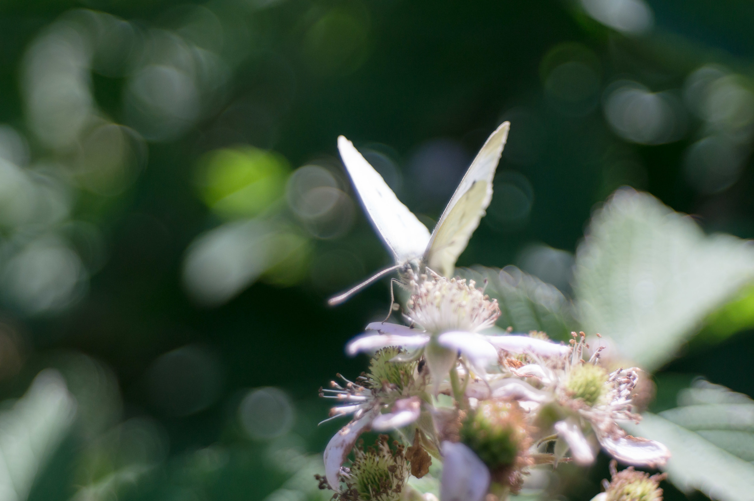 Seeking it in a dream