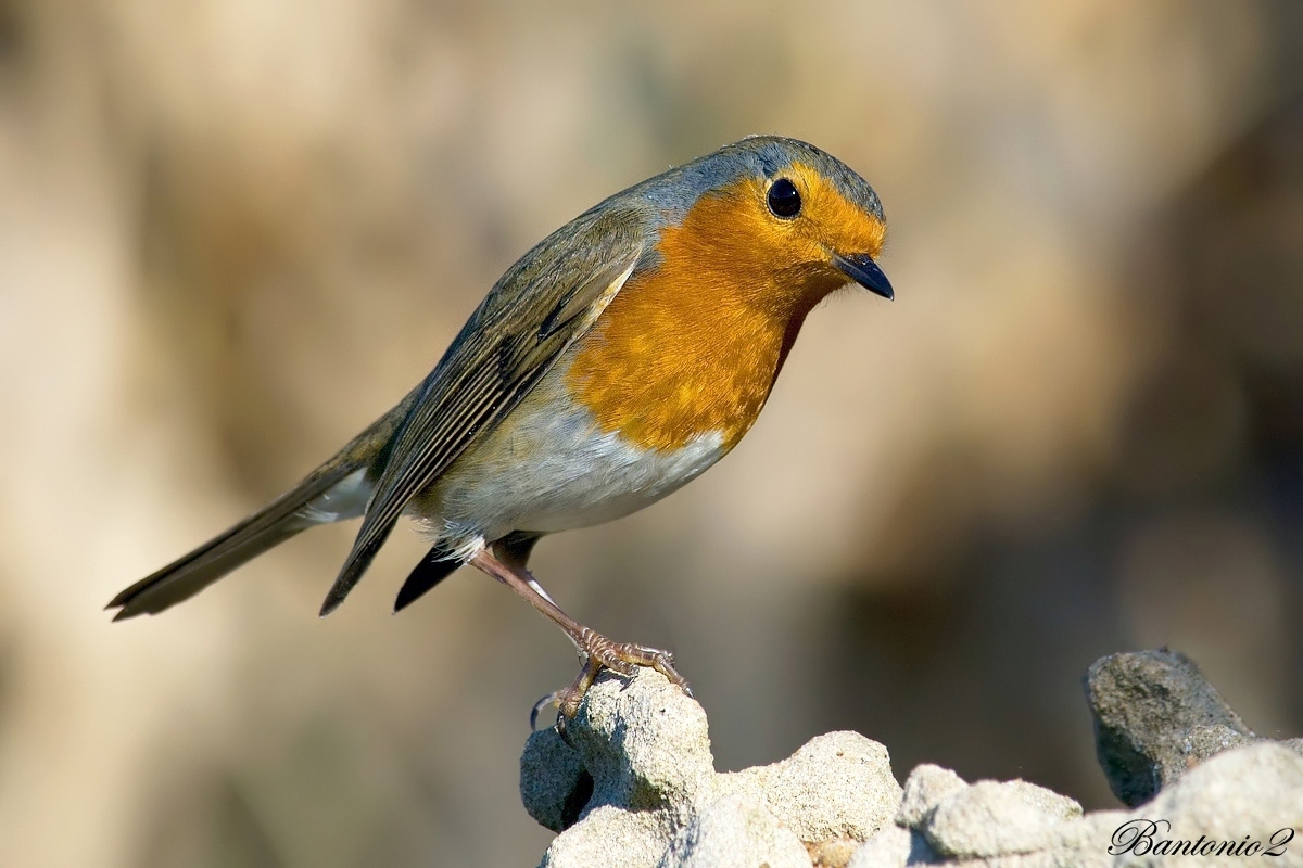 Pettirosso (Erithacus rubecula).