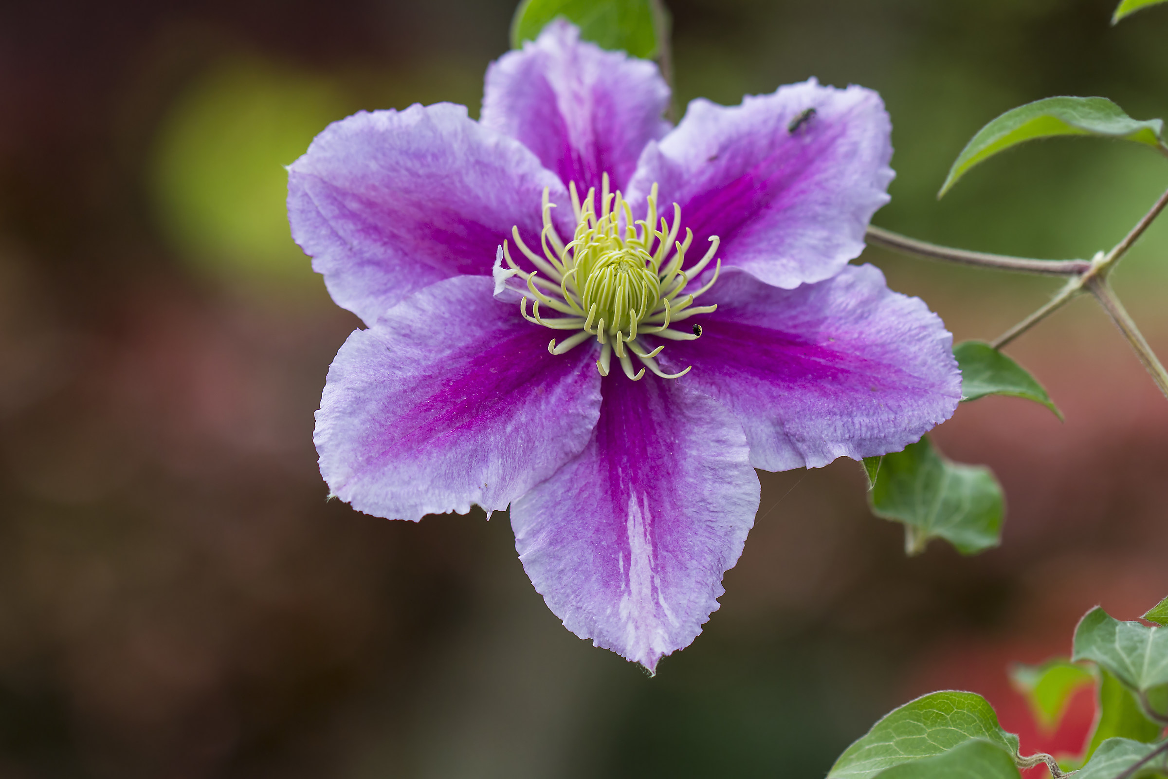 Clematis