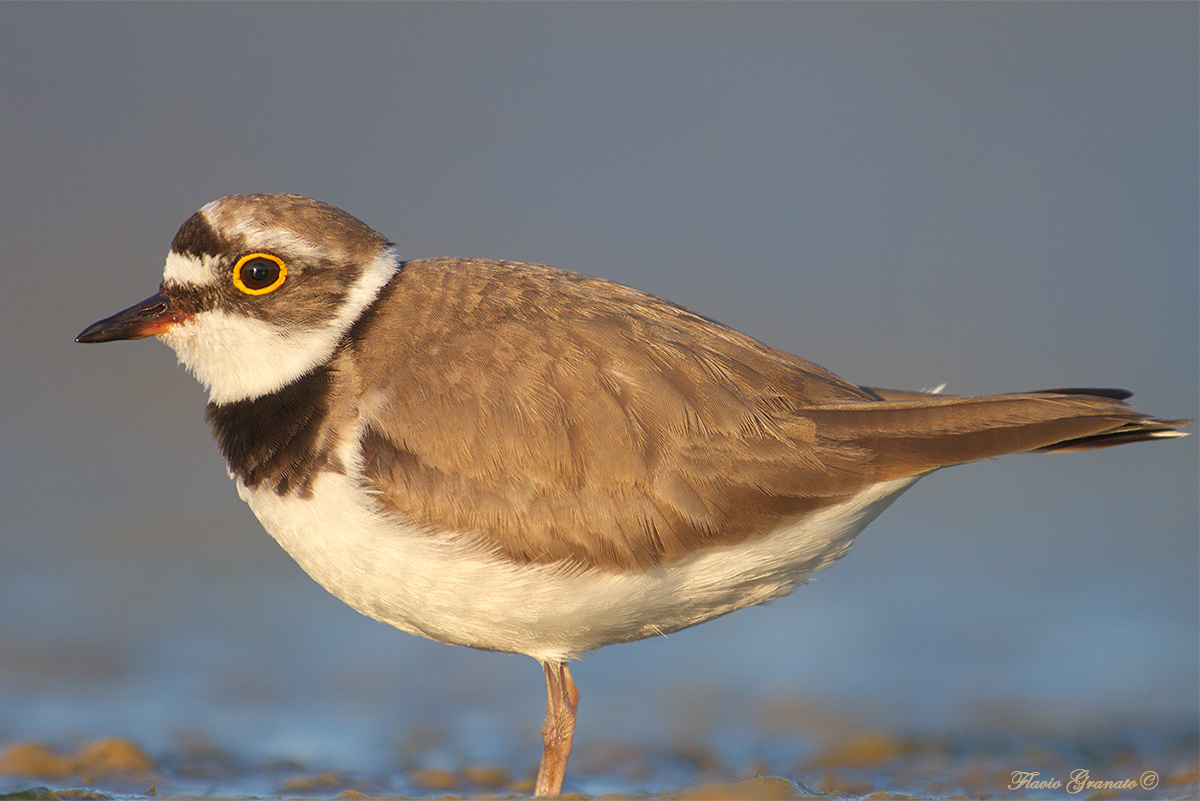 Little Ringed Plover no crop