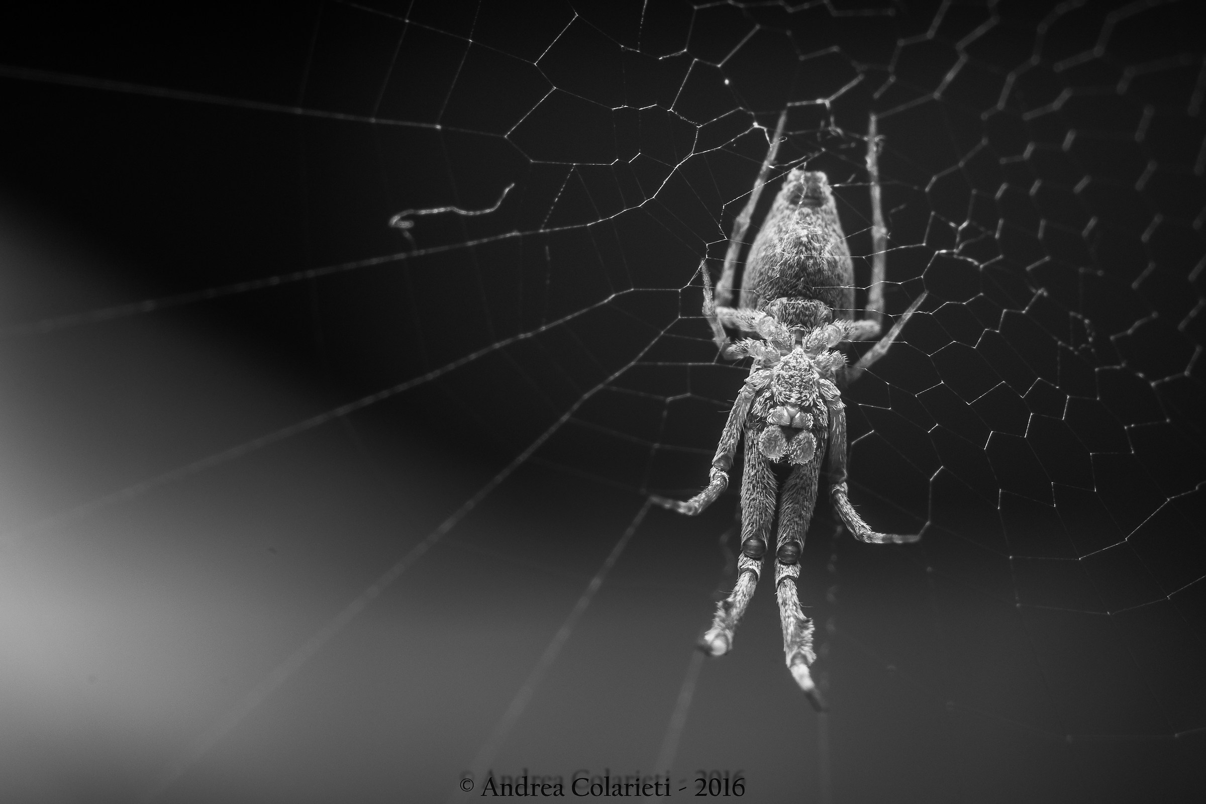 Ventre in bianco nero