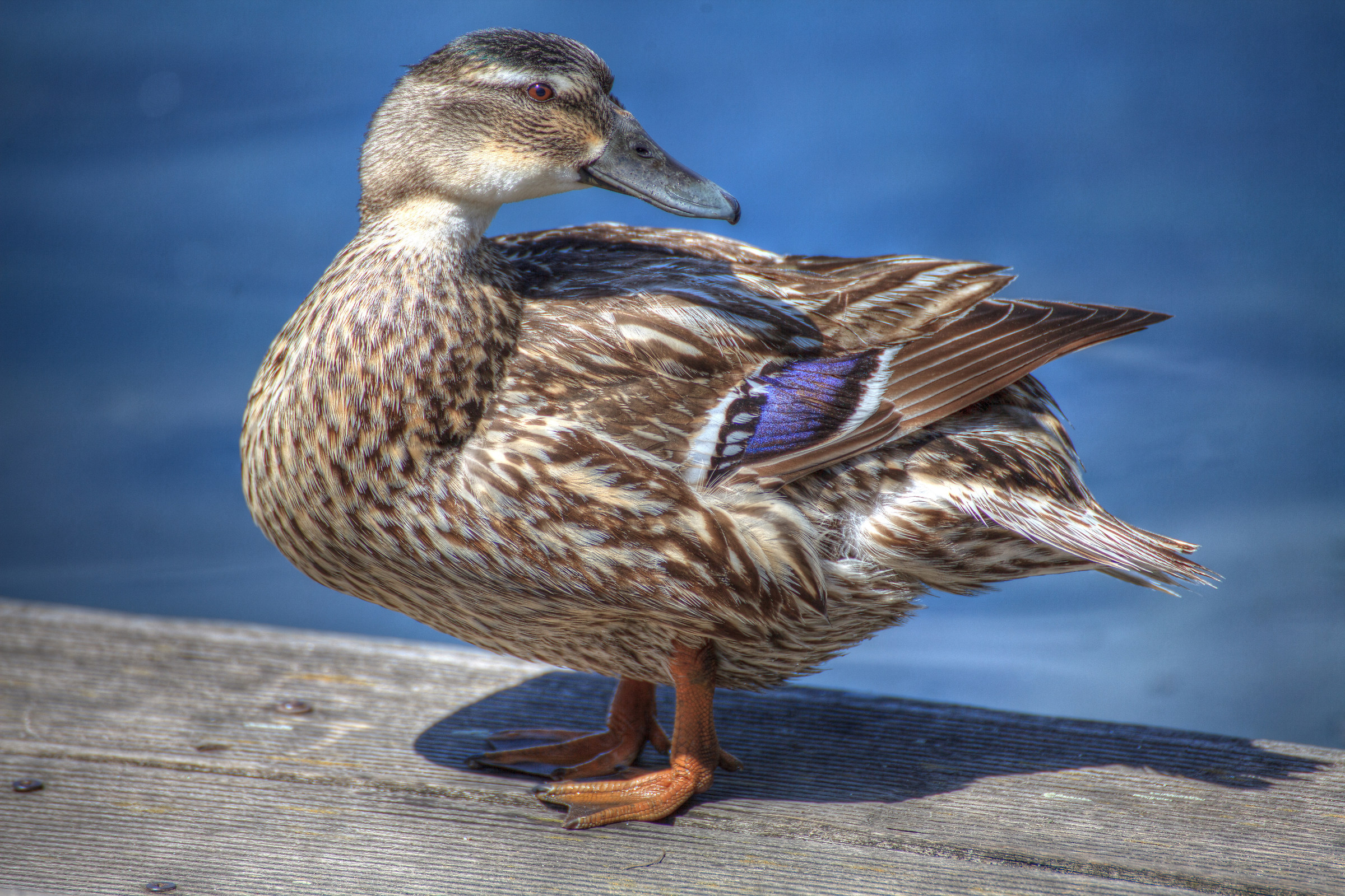 Mallard