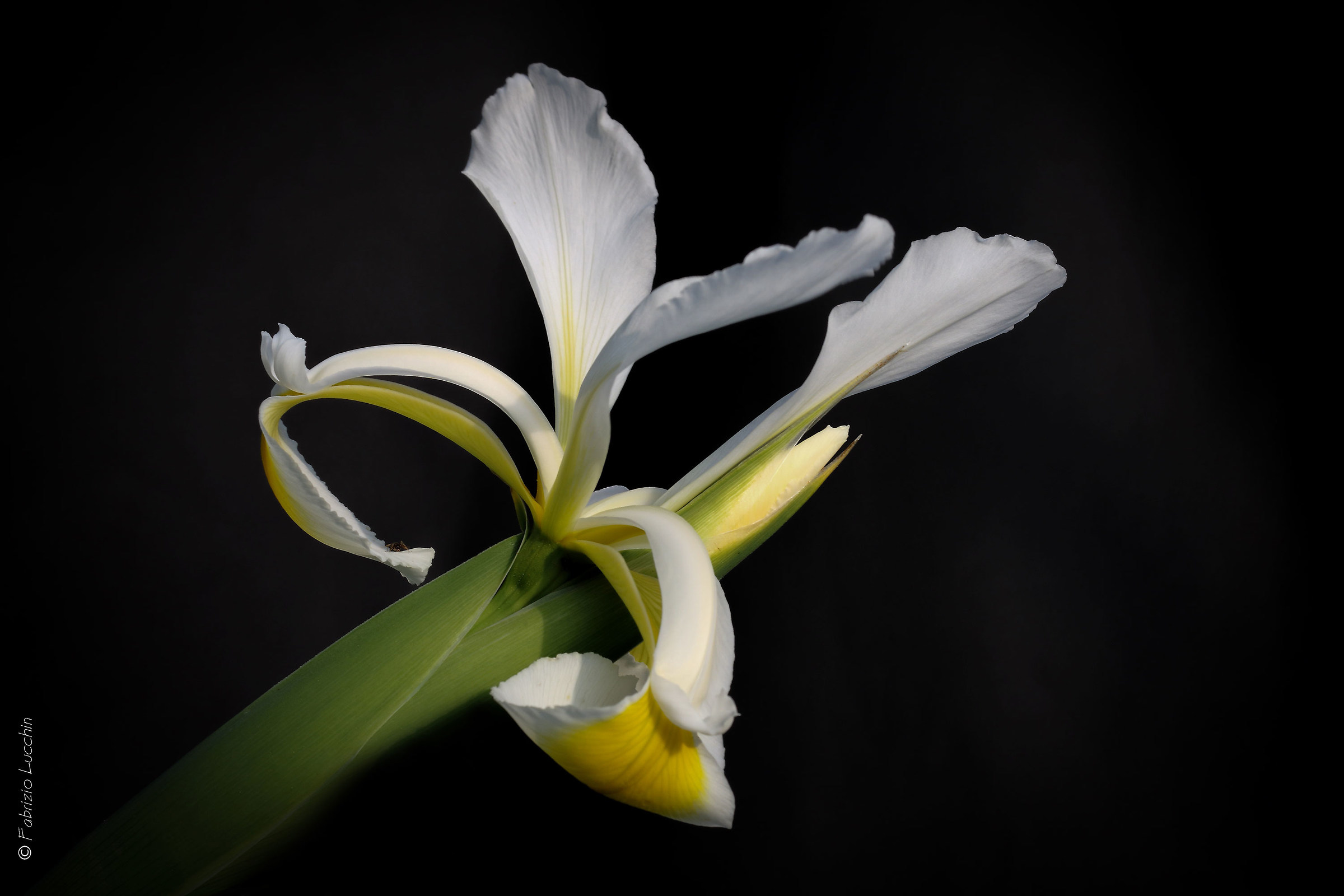 Iris orientalis