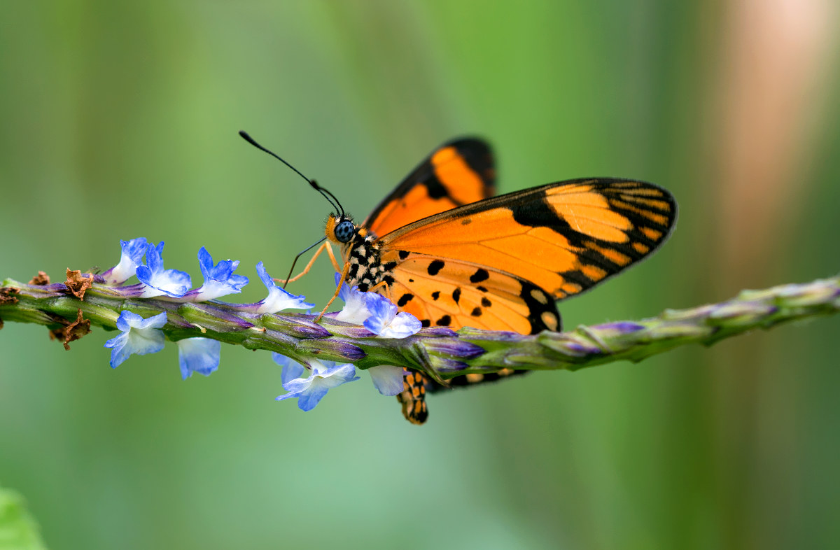 acraea (unidentified species)