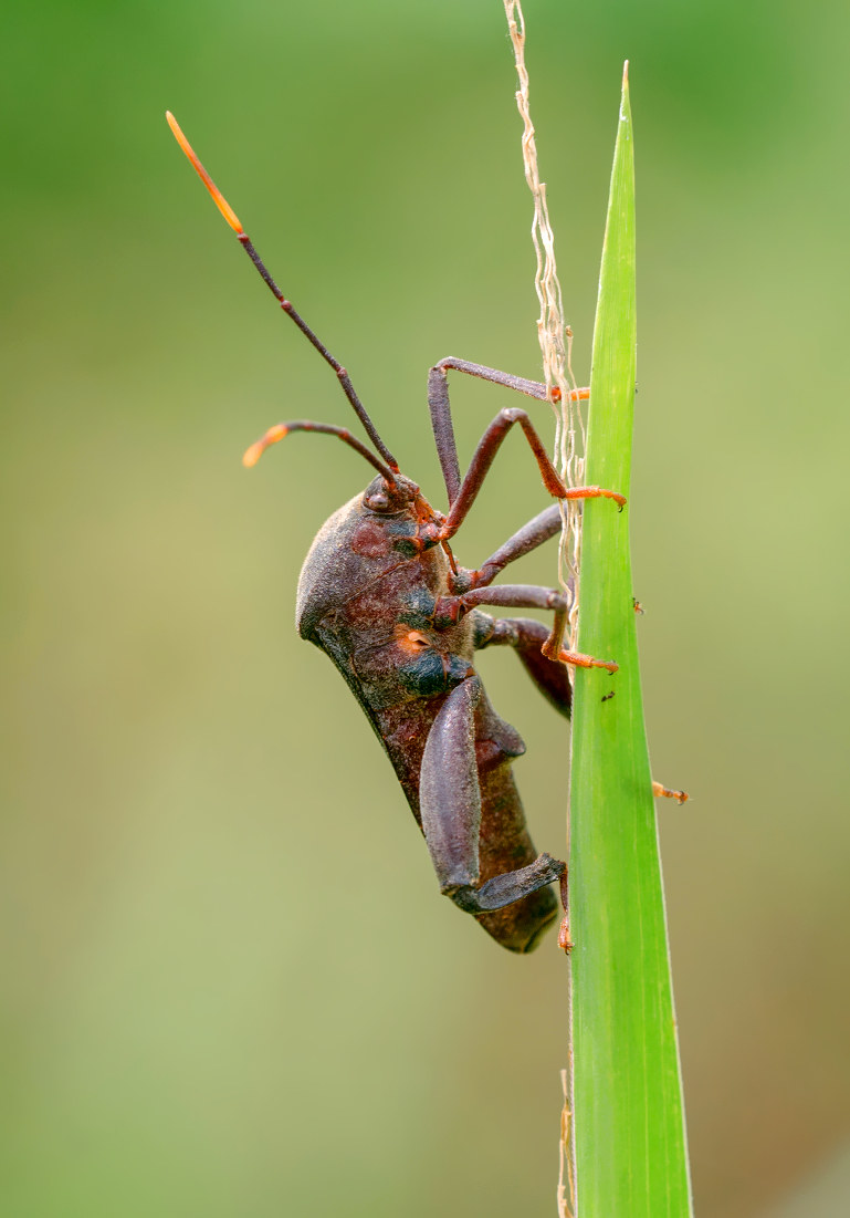 assassin bug (unidentified species)