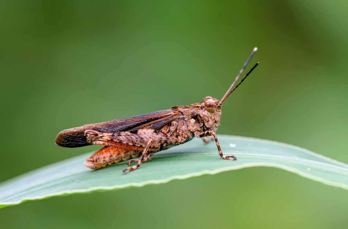grasshopper