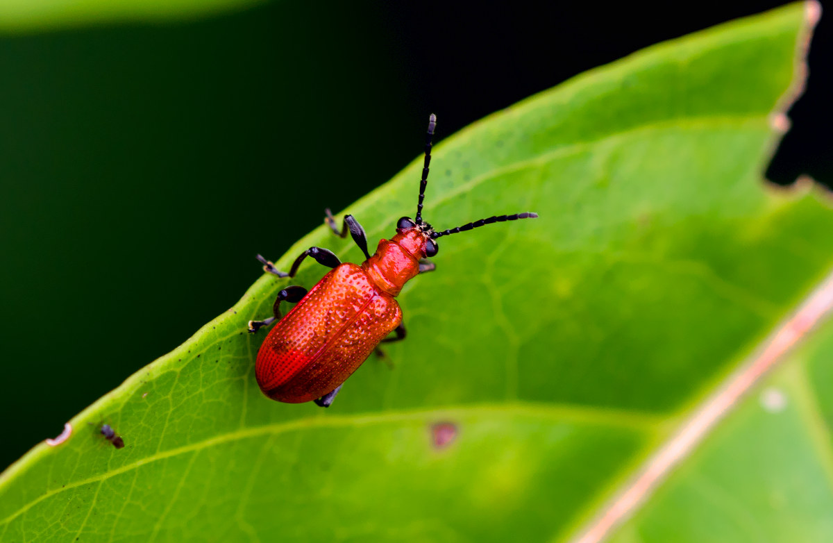 red beetle (unidentified)