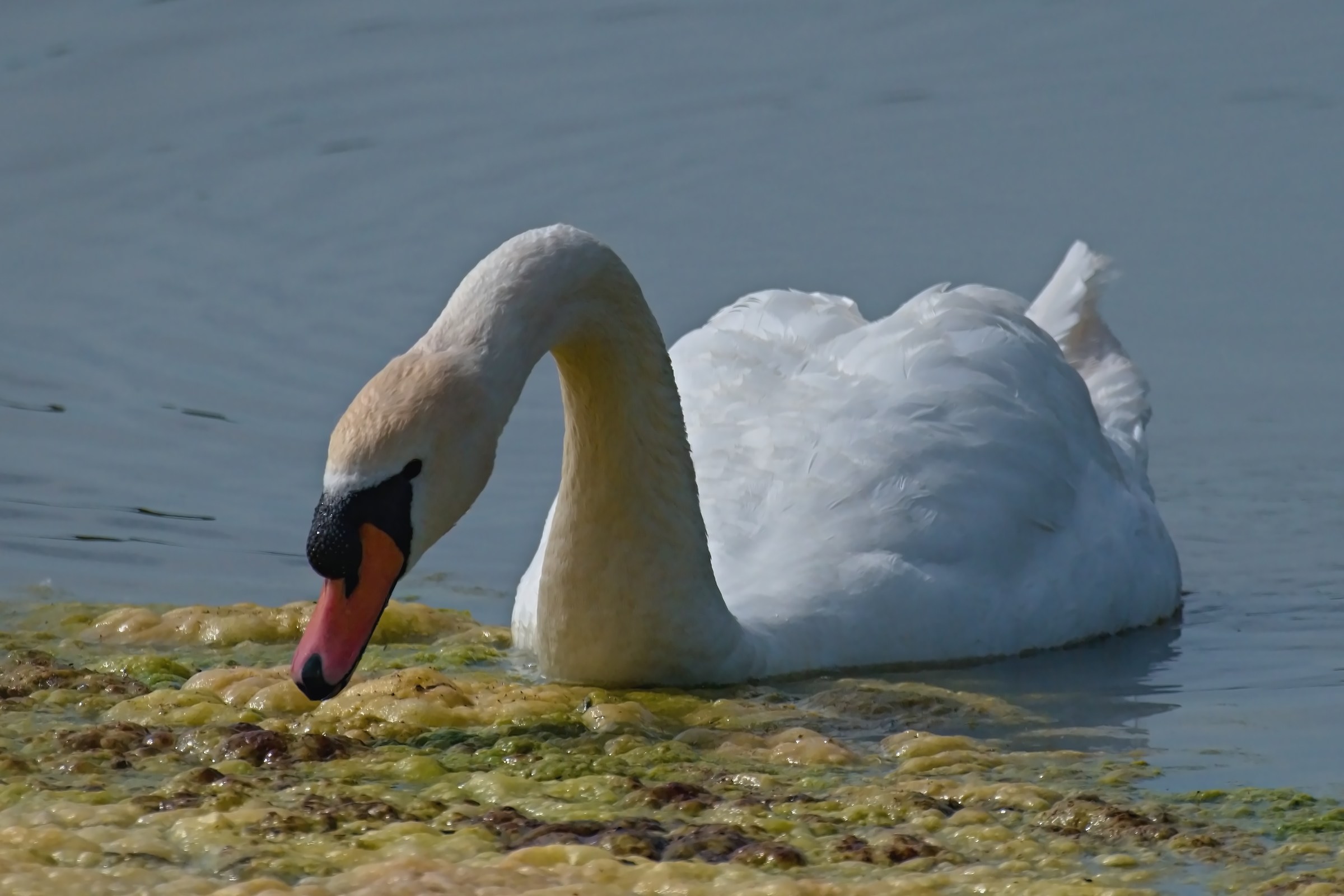 The meal of the Swan
