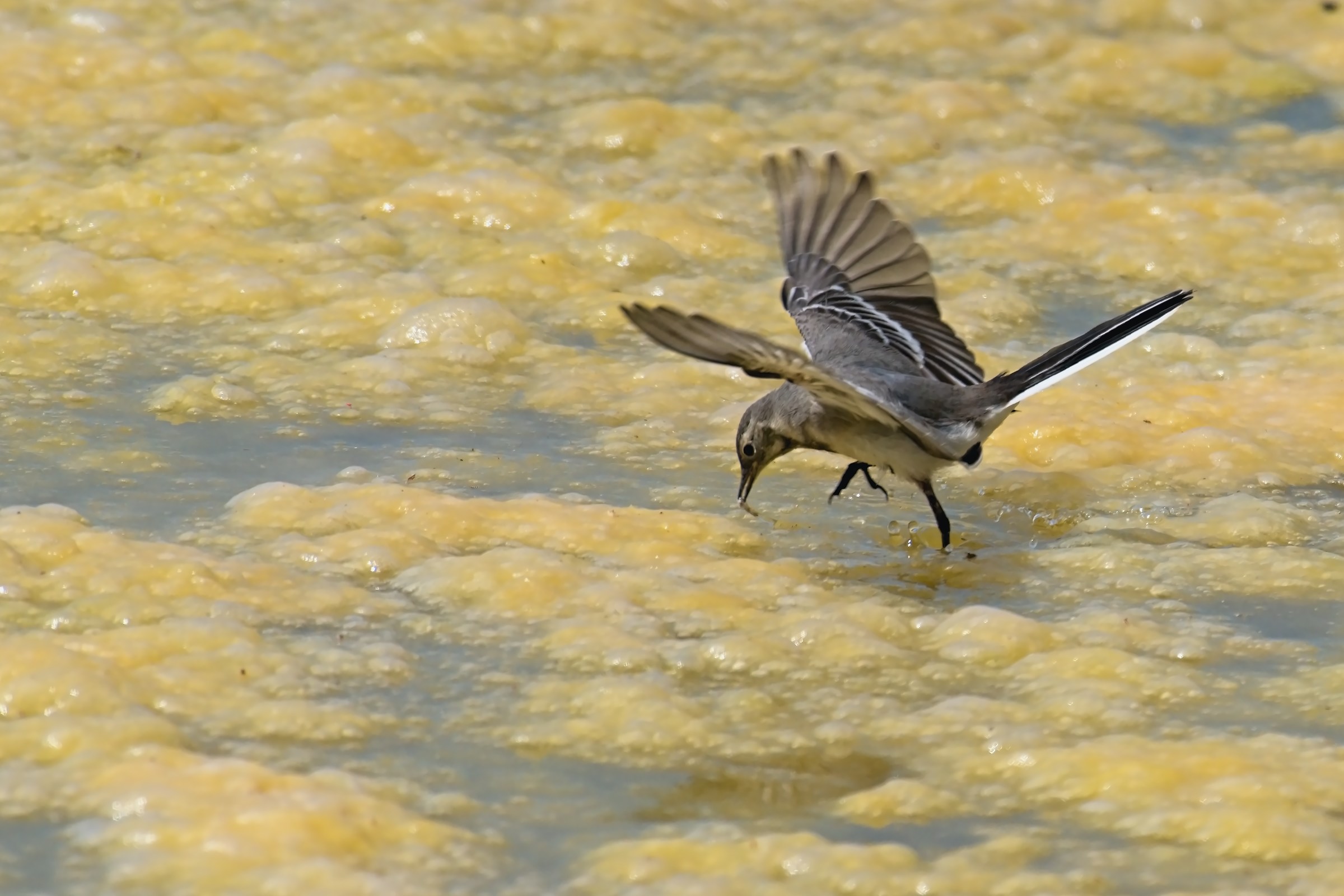 The attack on the White Ballerina