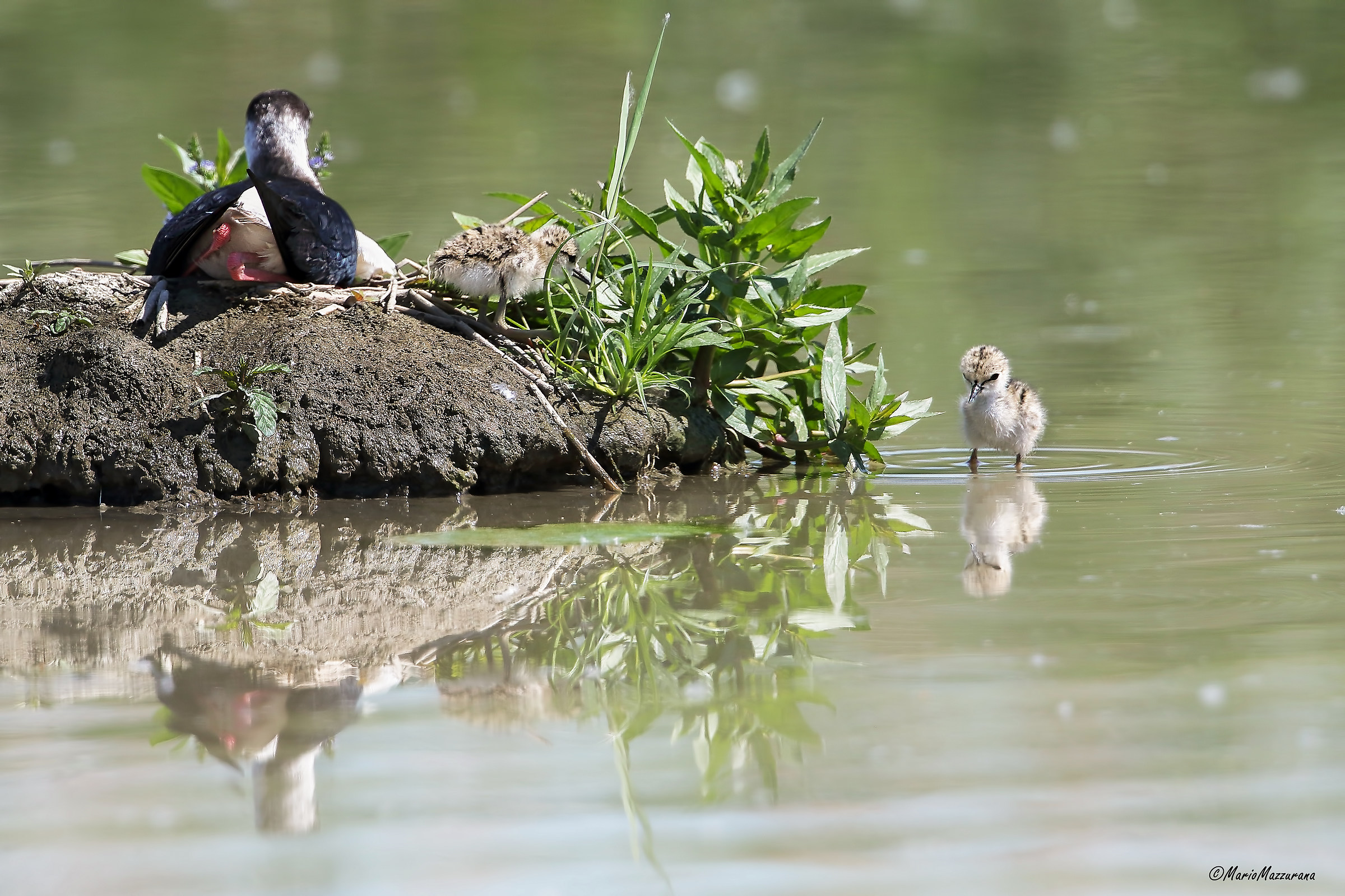 Pulli knight of Italy