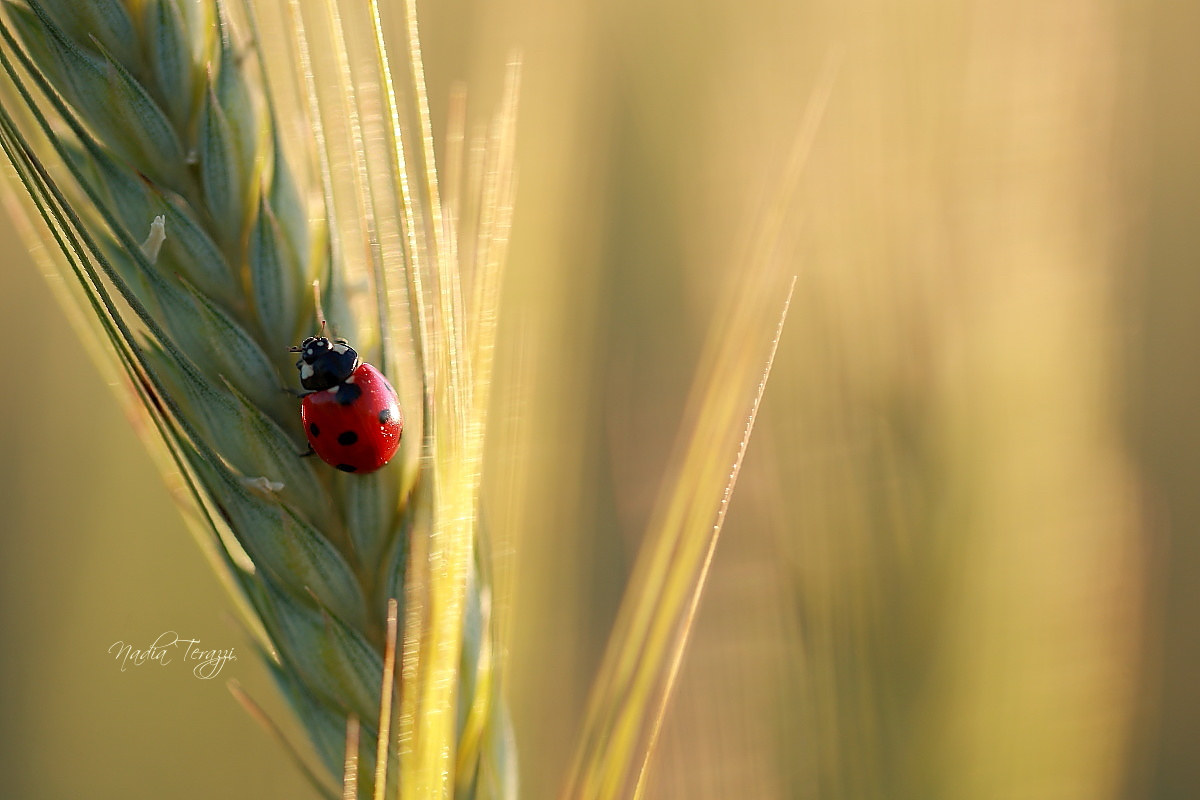 in the field of night