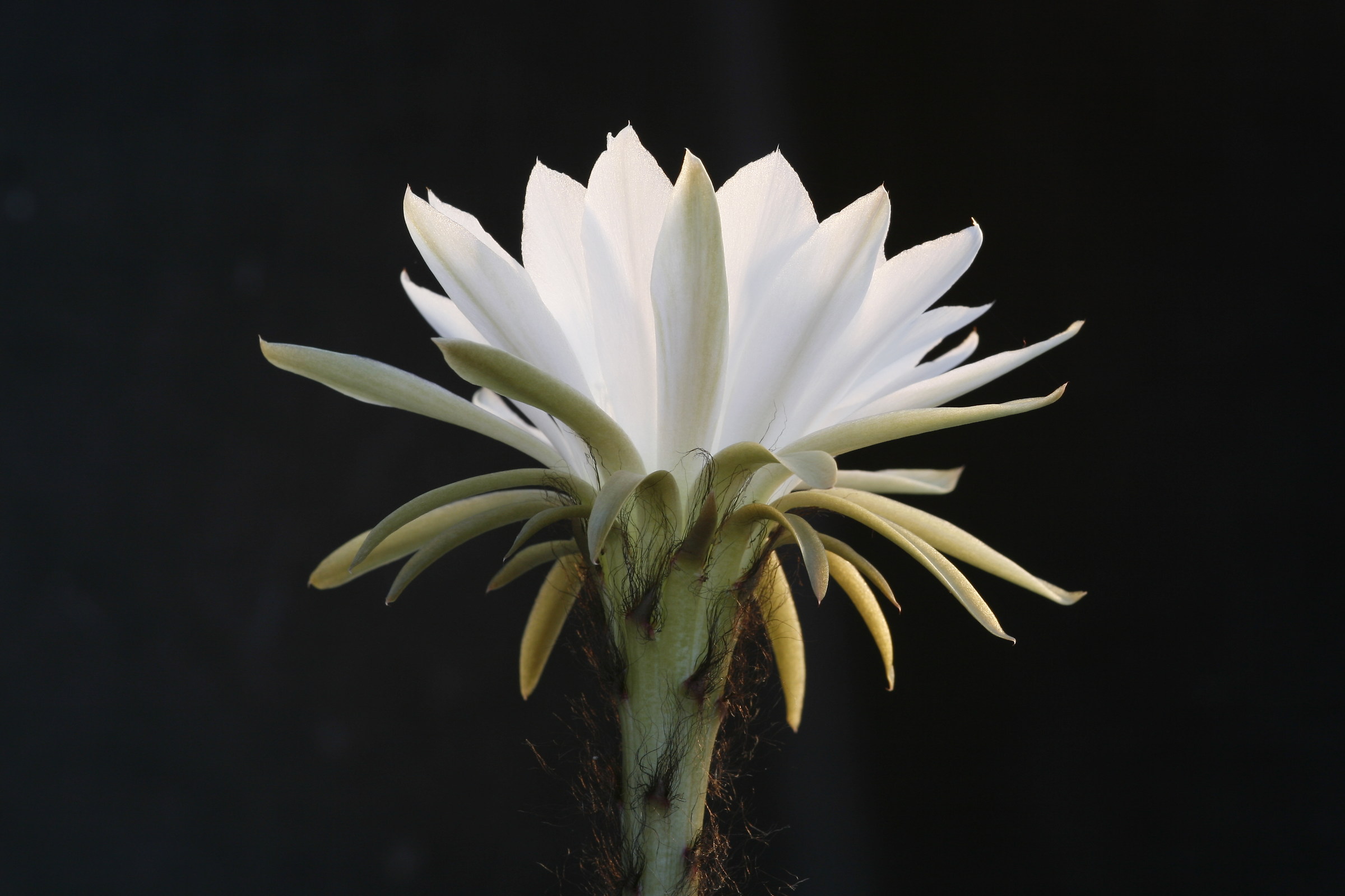 echinopsis