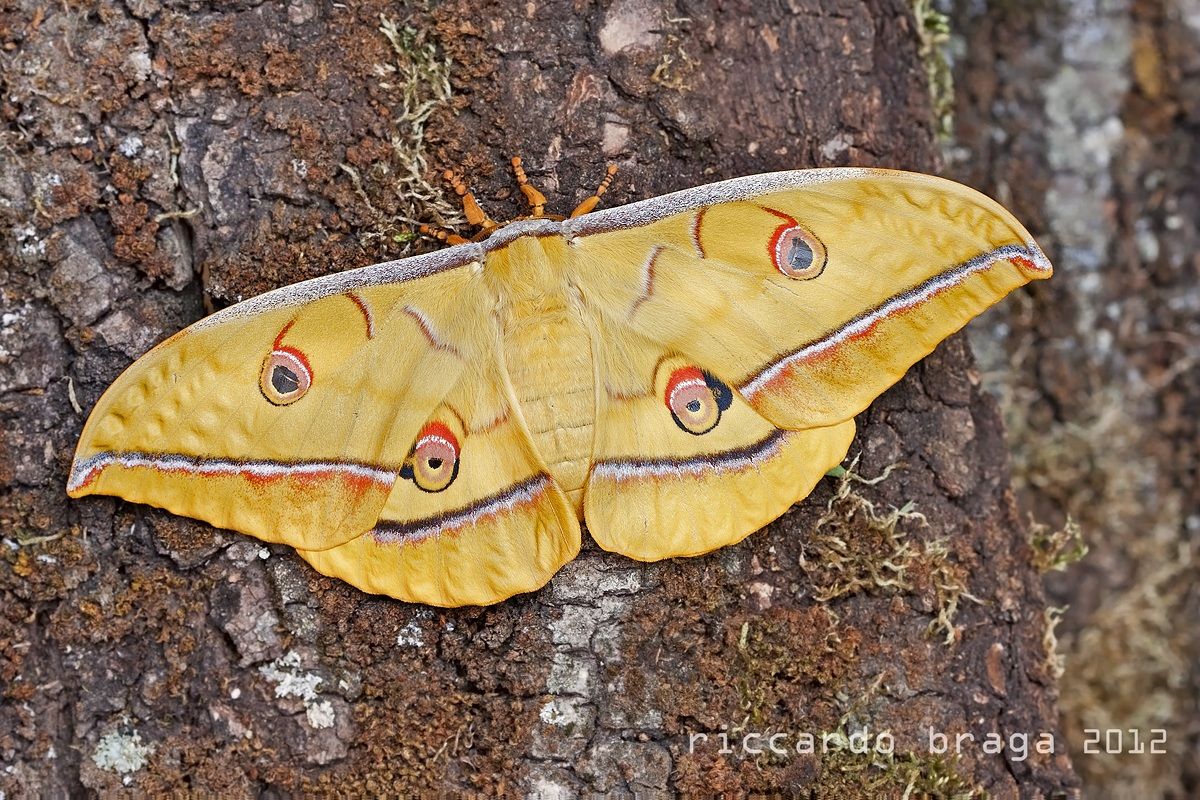 Antheraea yamamai