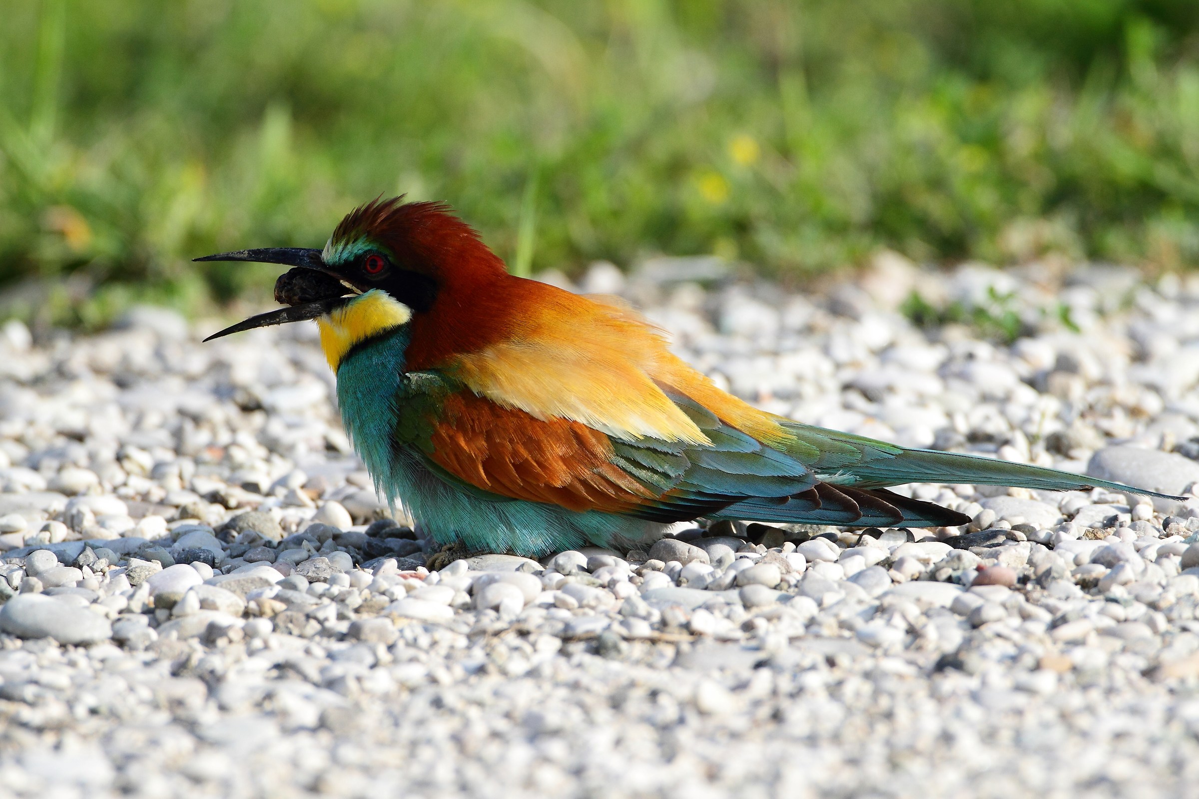 bee-eater with wad