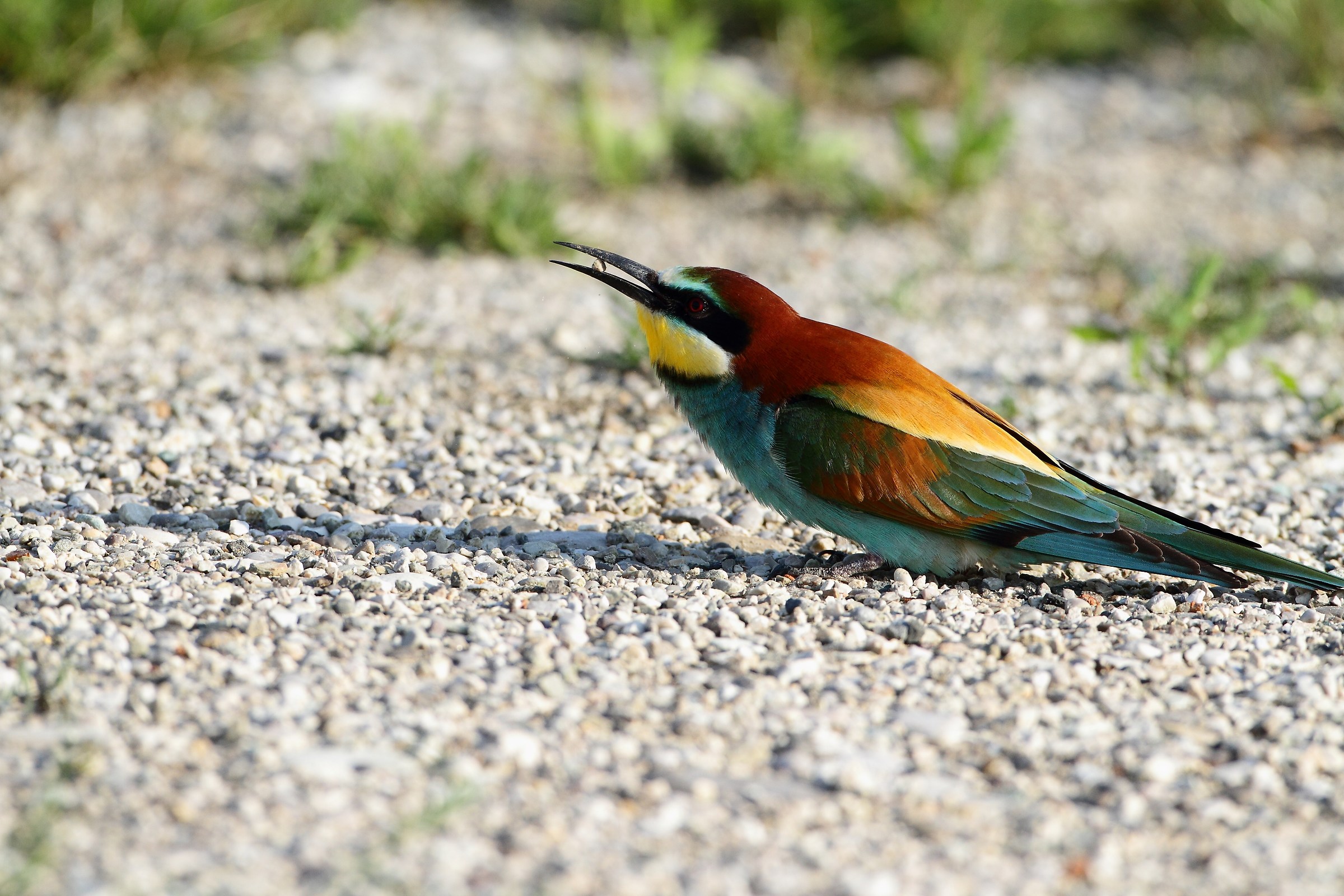 female bee-eater