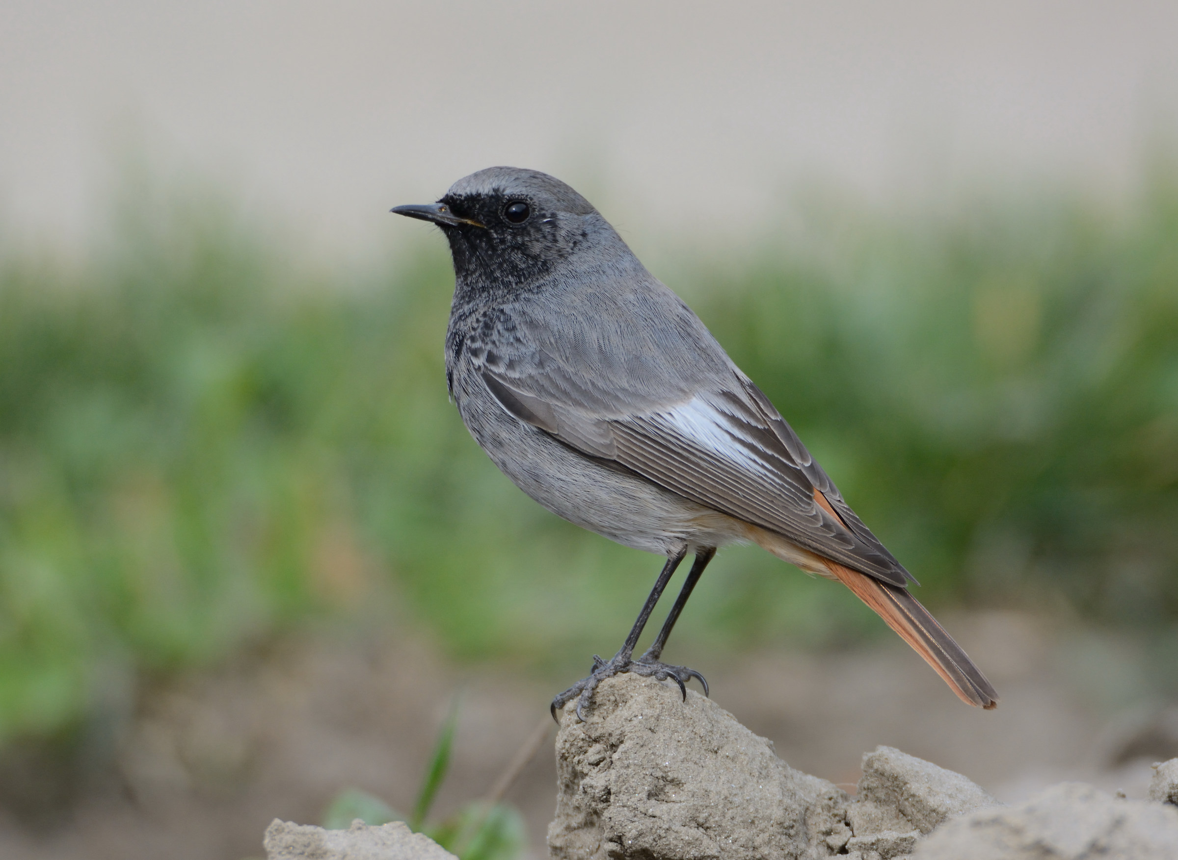 Codirosso spazzacamino