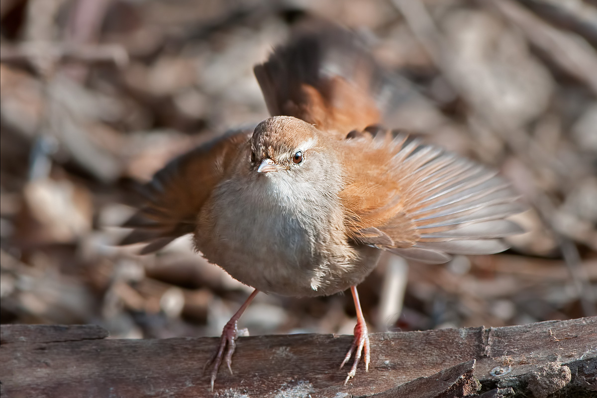 alla vista di un intruso...