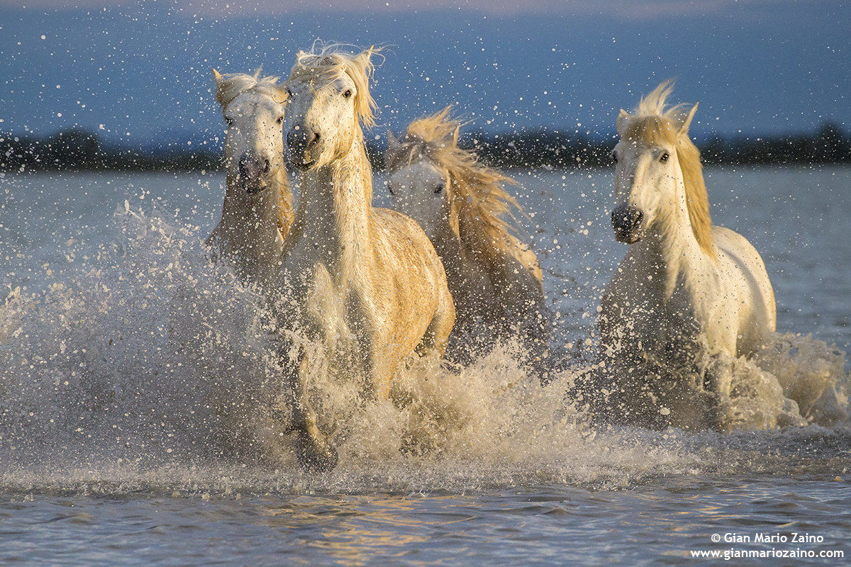 Cavallo di Camargue/Camargue Horse/Cheval de Camargue