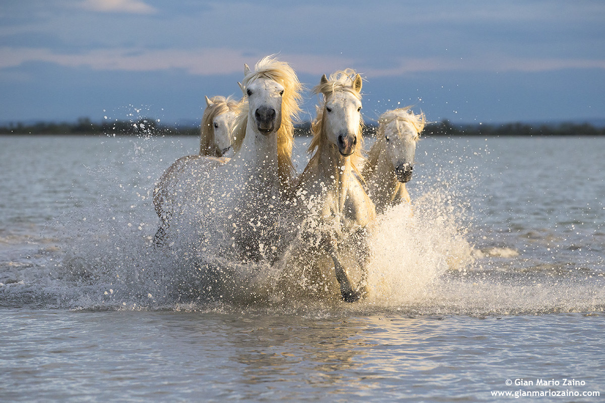 Cavallo di Camargue/Camargue Horse/Cheval de Camargue