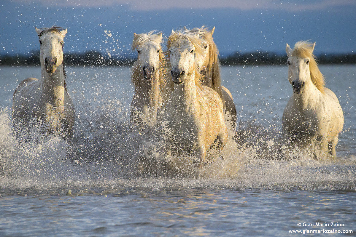 Cavallo di Camargue/Camargue Horse/Cheval de Camargue