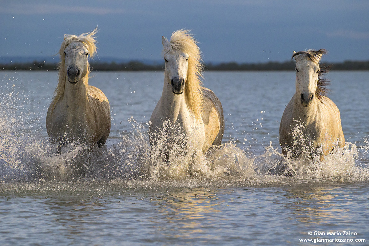 Cavallo di Camargue/Camargue Horse/Cheval de Camargue