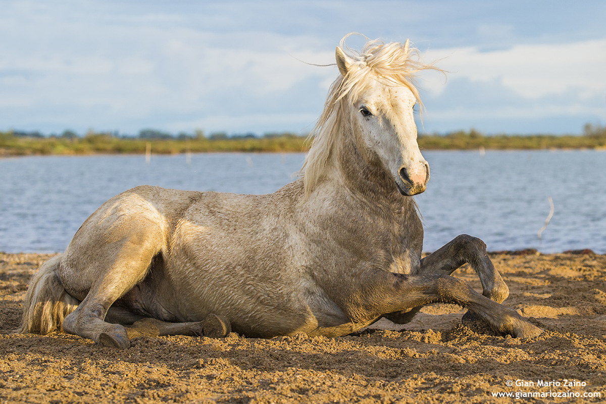 Cavallo di Camargue/Camargue Horse/Cheval de Camargue