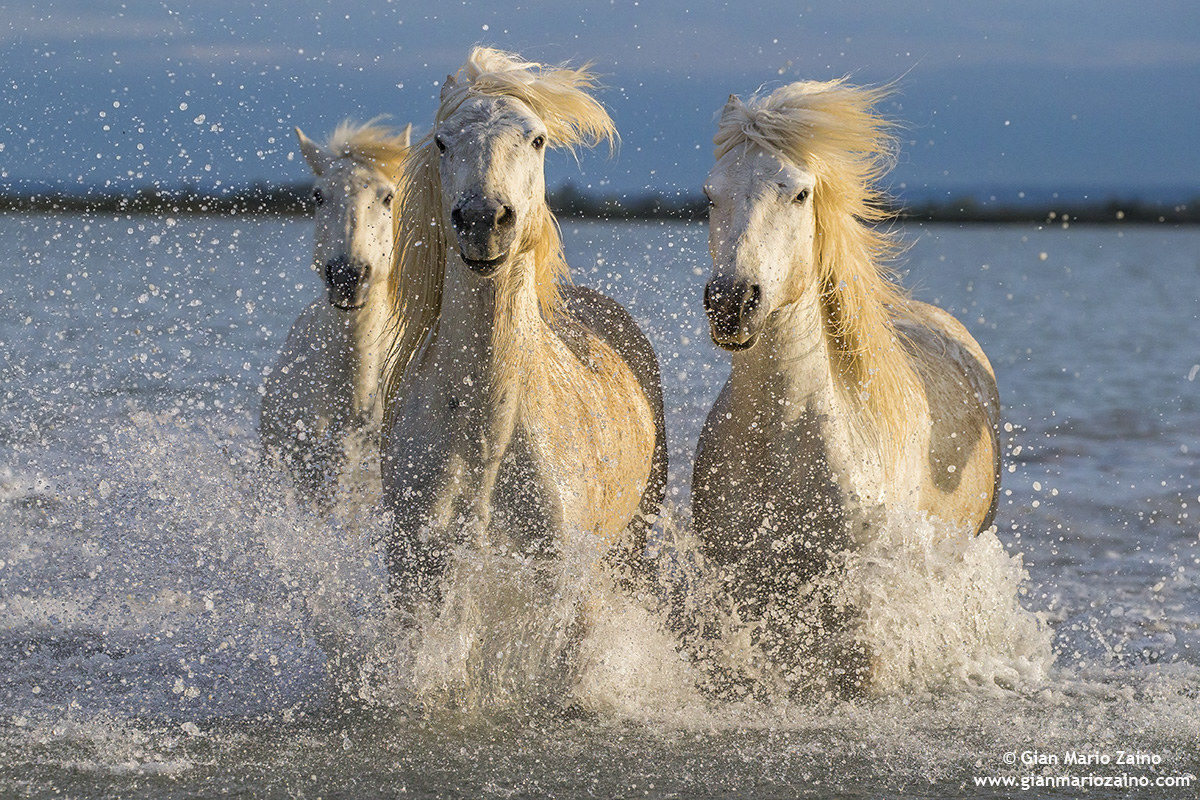 Cavallo di Camargue/Camargue Horse/Cheval de Camargue