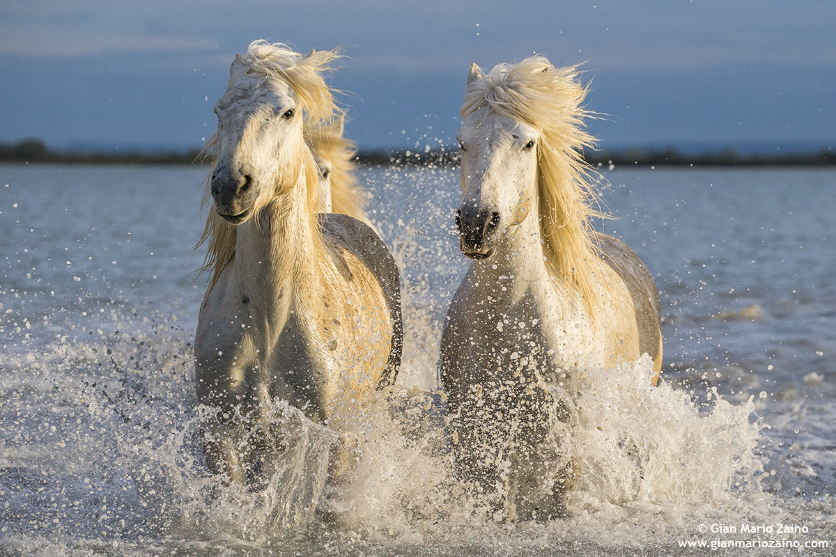 Cavallo di Camargue/Camargue Horse/Cheval de Camargue