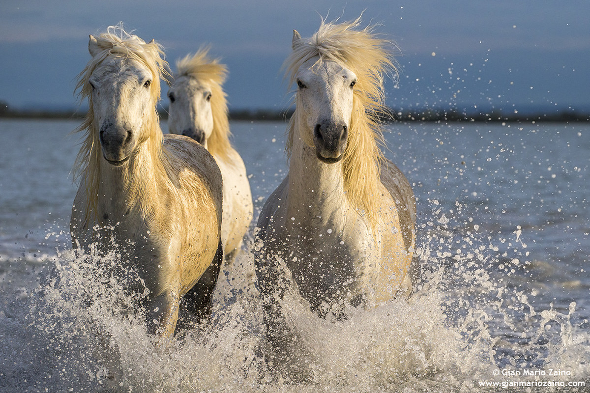 Cavallo di Camargue/Camargue Horse/Cheval de Camargue