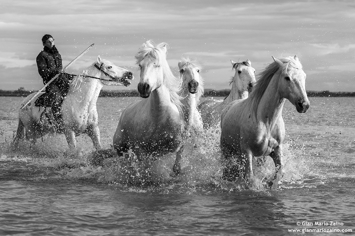 Cavallo di Camargue/Camargue Horse/Cheval de Camargue