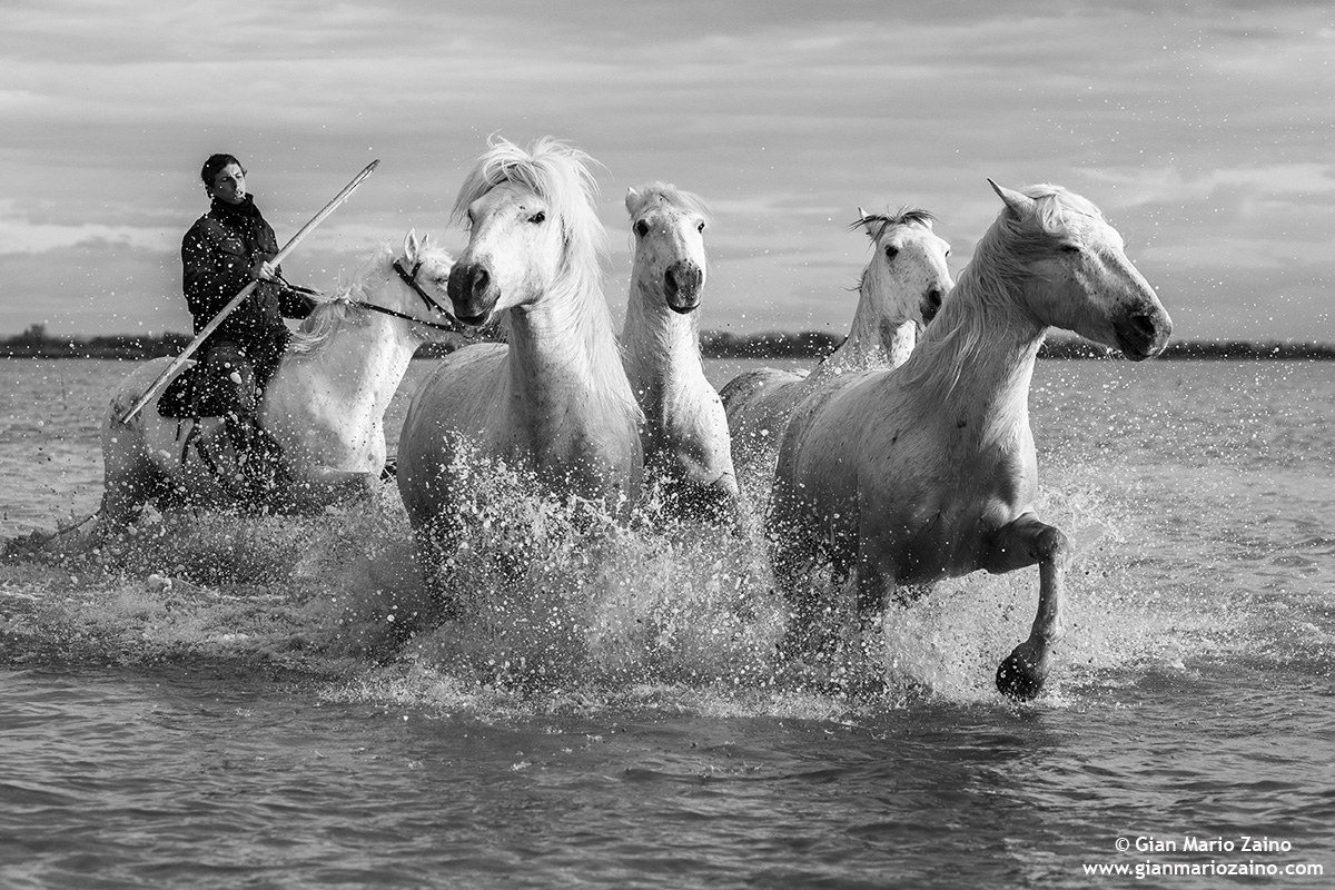 Cavallo di Camargue/Camargue Horse/Cheval de Camargue