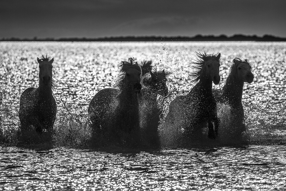Cavallo di Camargue/Camargue Horse/Cheval de Camargue