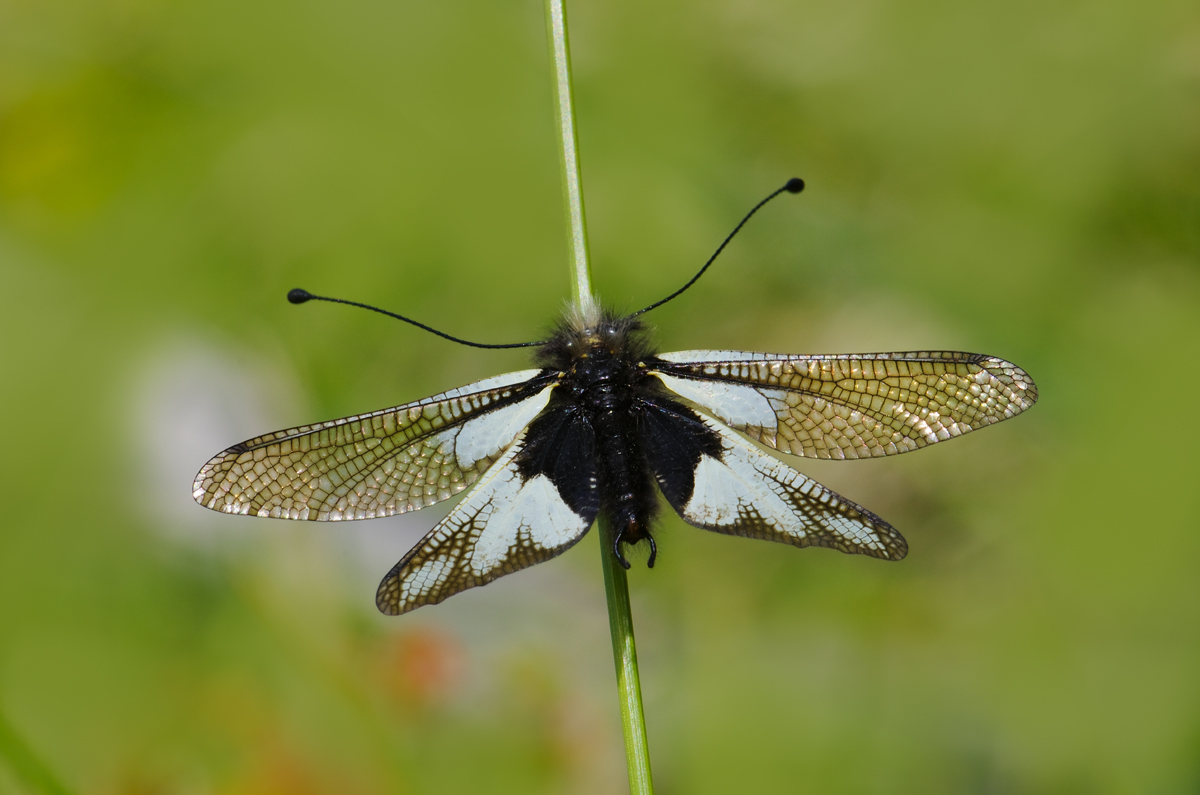 Libelloides coccajus - Ascalaphidae