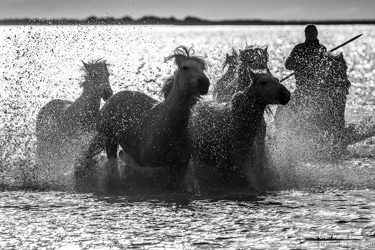 Cavallo di Camargue/Camargue Horse/Cheval de Camargue