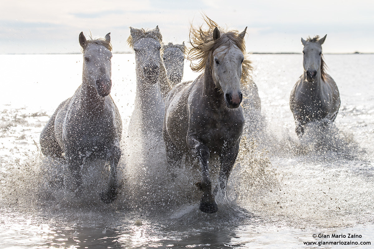 Cavallo di Camargue/Camargue Horse/Cheval de Camargue