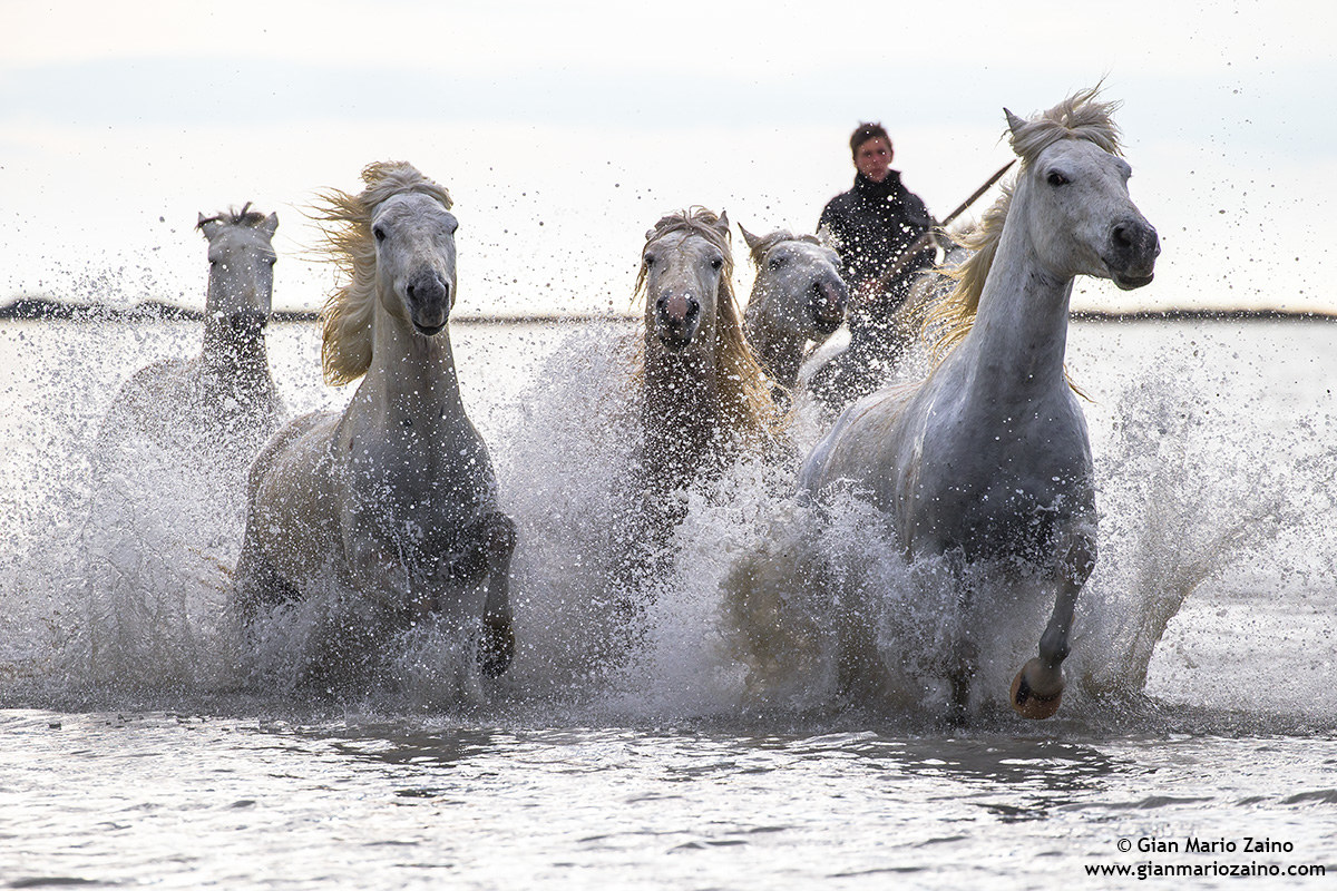 Cavallo di Camargue/Camargue Horse/Cheval de Camargue