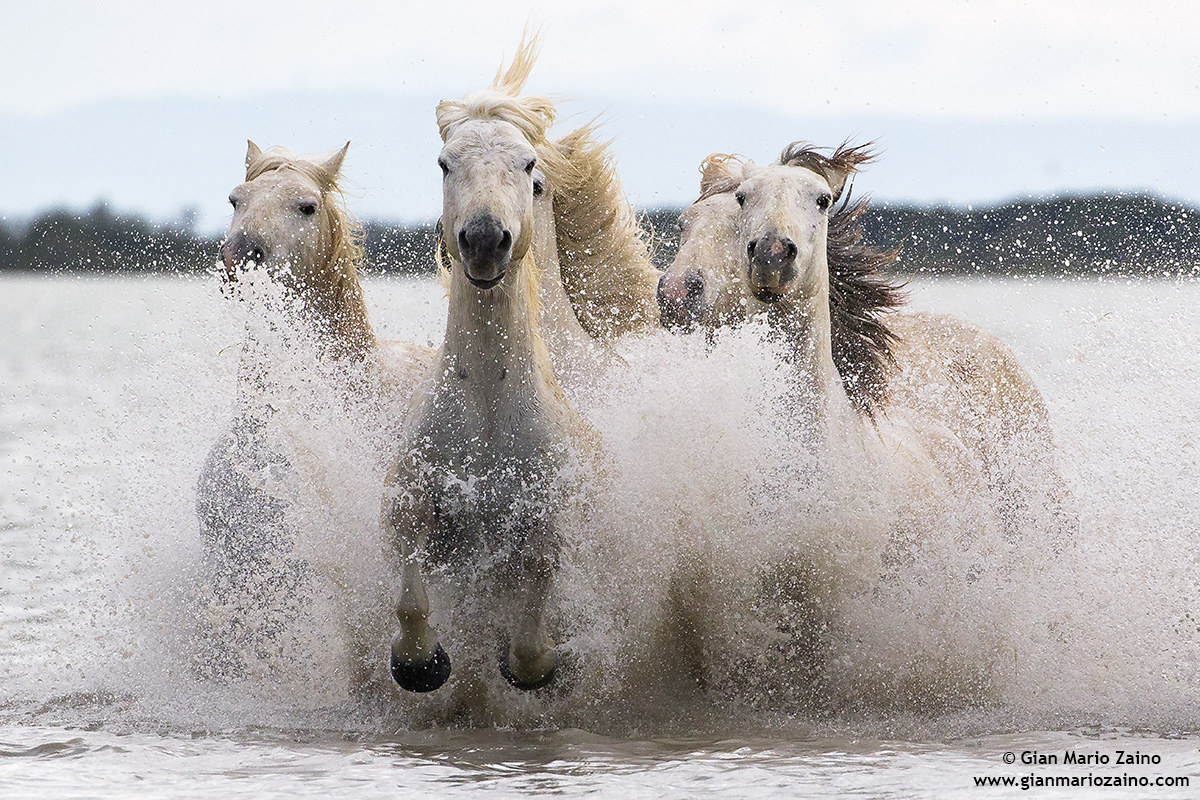 Cavallo di Camargue/Camargue Horse/Cheval de Camargue