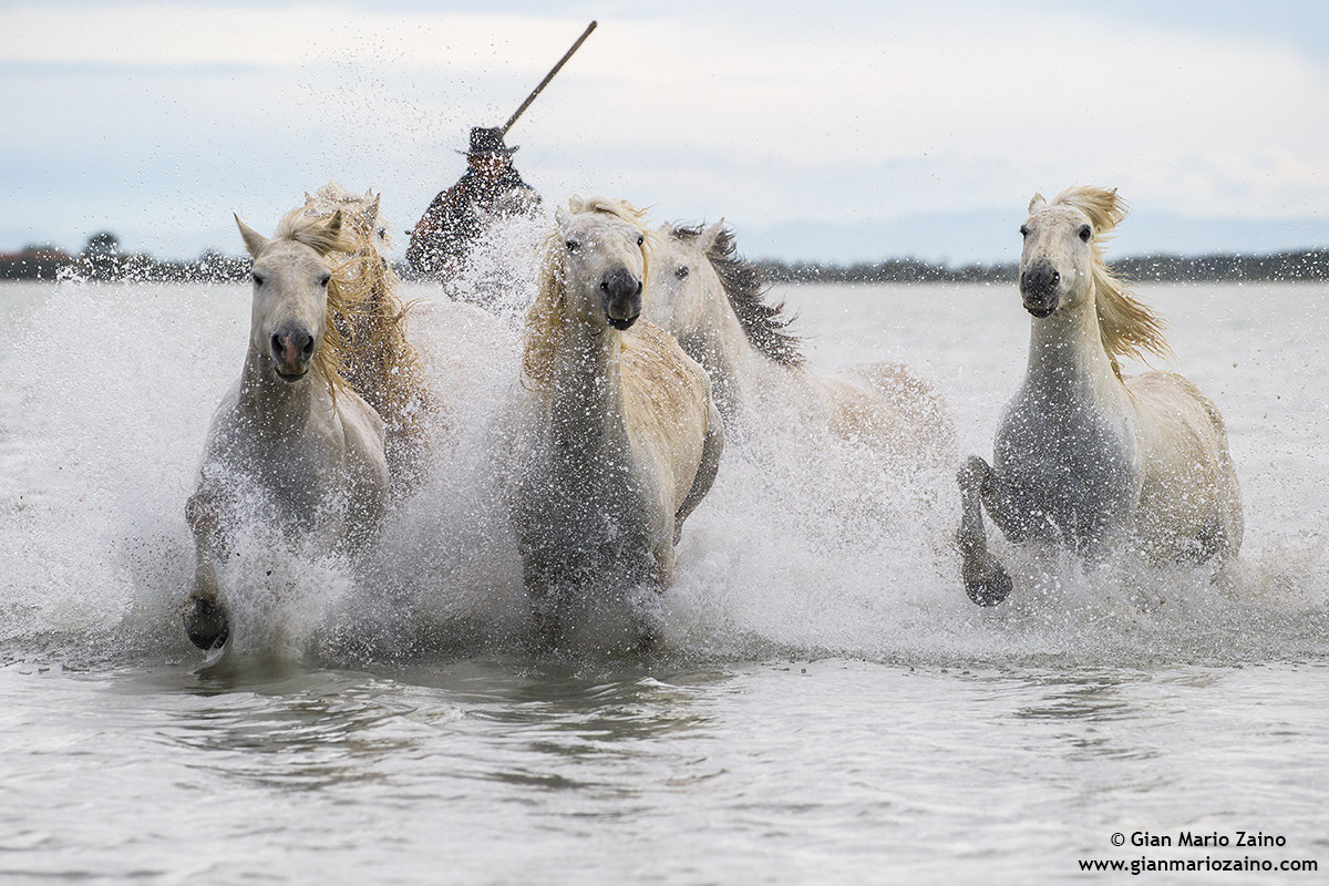 Cavallo di Camargue/Camargue Horse/Cheval de Camargue