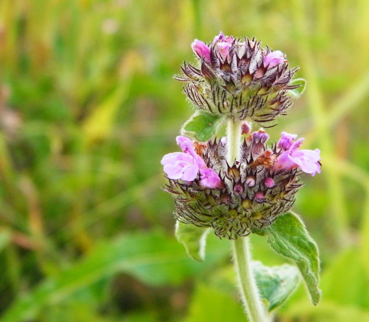 a wonder of nature (by my wife)