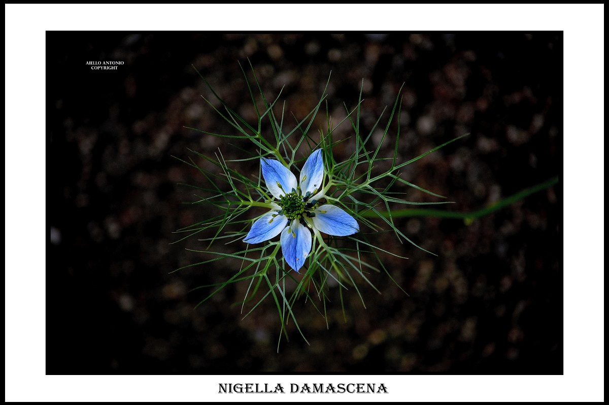 Nigella damascena