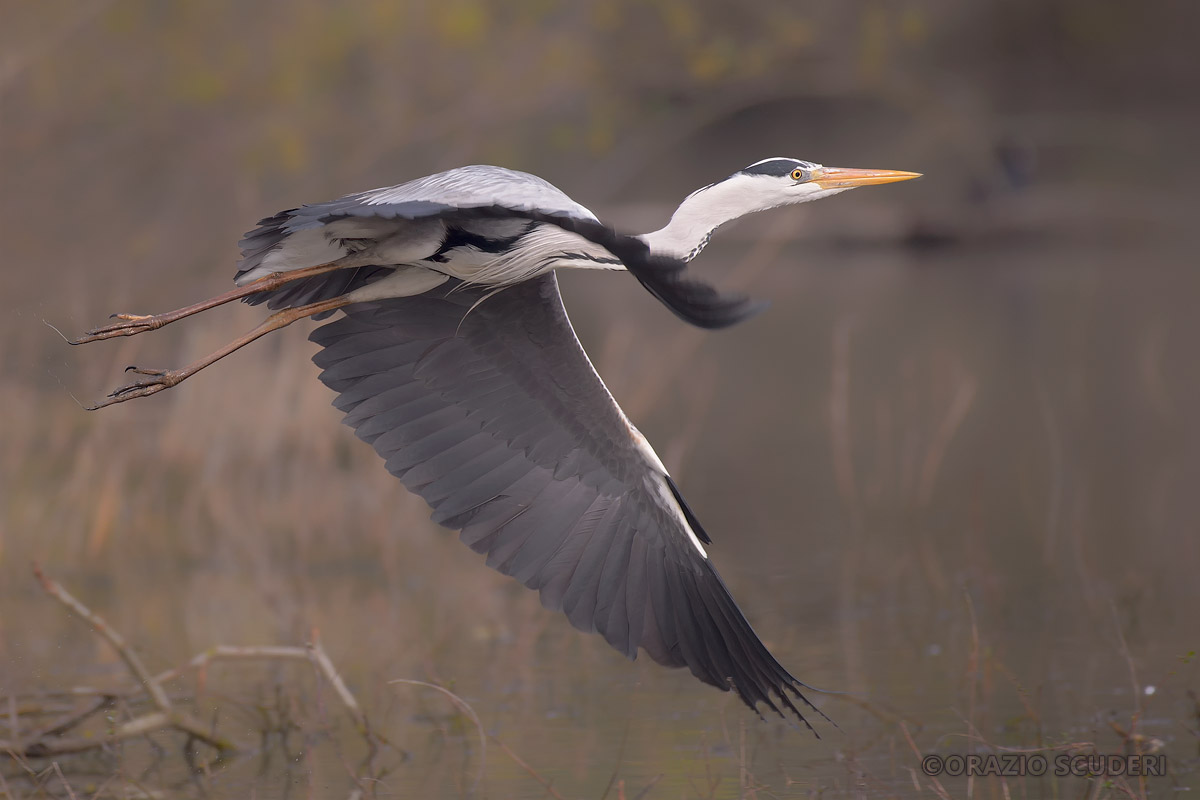 Ardea cinerea