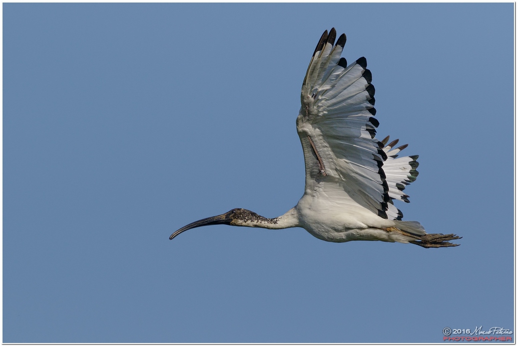 Sacred Ibis (Threskiornis aethiopicus)