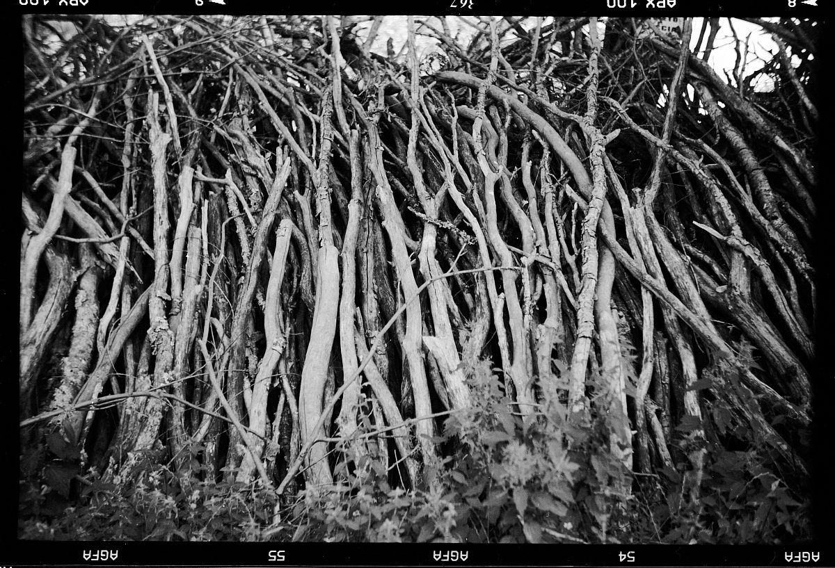 Branches