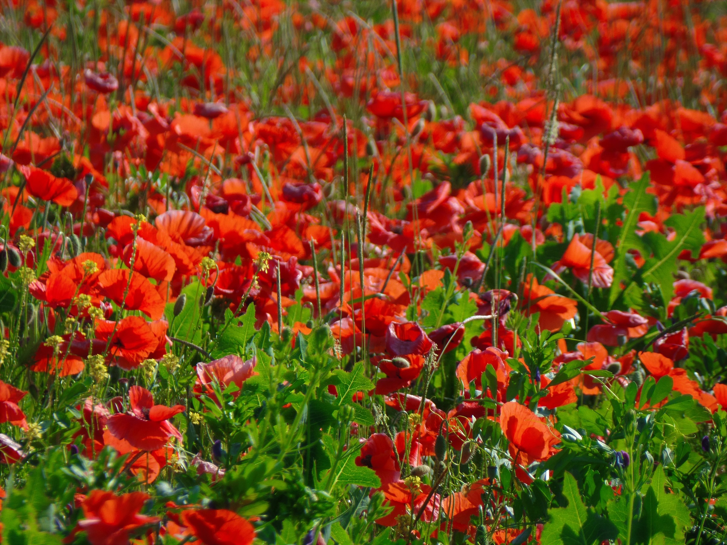 red, redder than you can .....